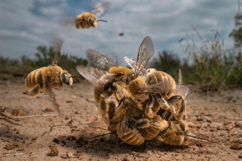 أفرادا من النحل يحتشدن معا ككرة بهدف التزاوج (كارين ايجنر)