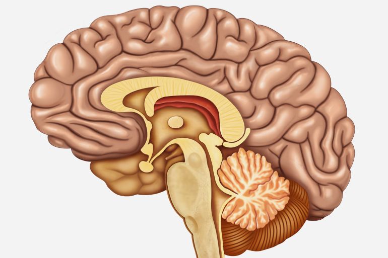 brain section with side