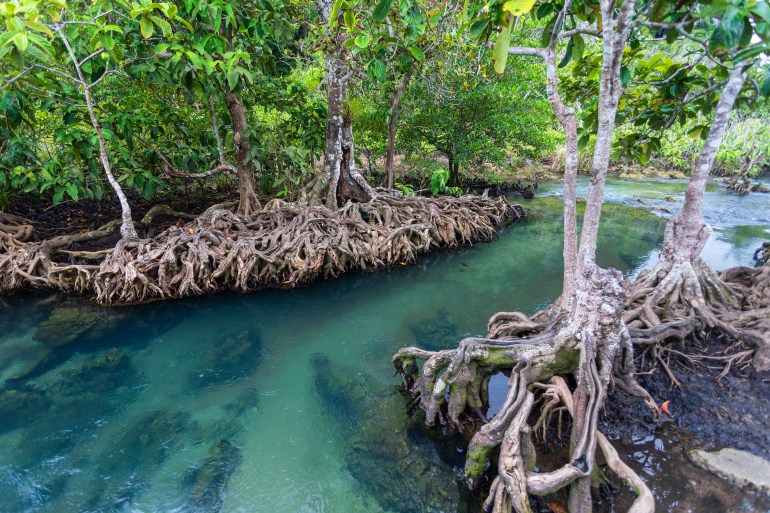 غابات المنغروف عالية الإنتاجية بين المد والجزر تتوزع على طول السواحل الاستوائية وشبه الاستوائية (غيتي)