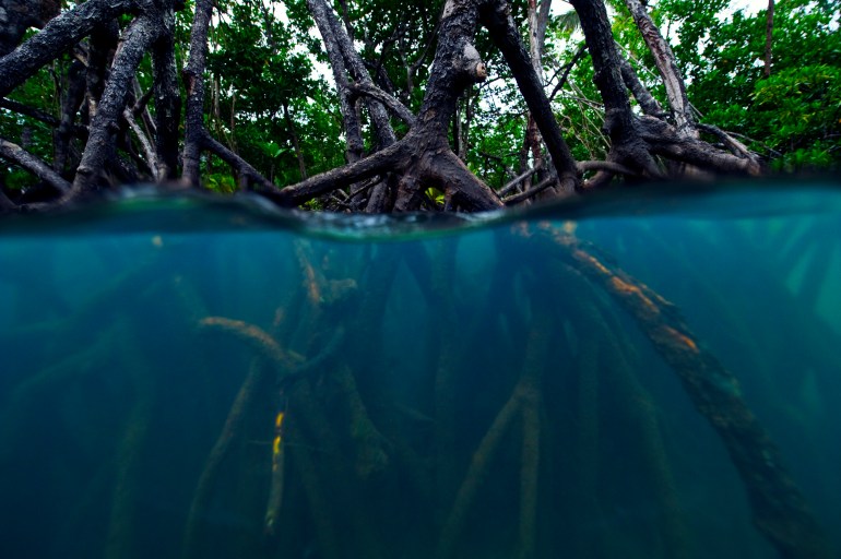 أشجار المنغروف تطفو أو تغرق بسبب الفرق بين كثافة التكاثر وكثافة المياه المحيطة (غيتي)