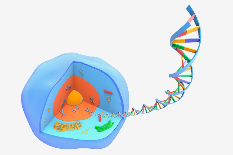 يُحزَم الحمض النووي داخل أنوية الخلايا بإحكام شديد على هيئة كروموسومات (غيتي)