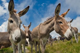 herd of donkeys