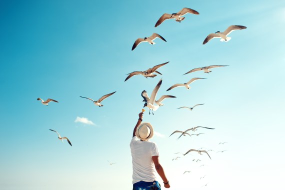Tourist man feeding flock of seagulls on playa del carmen beach, Mexico. Back view of young male with straw hat, gives nachos to flying seabirds