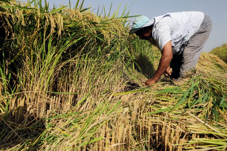 A farmer harvests rice in a field in the province of Al-Sharkia, northeast of Cairo, Egypt, September 21, 2021. REUTERS/Mohamed Abd El Ghany