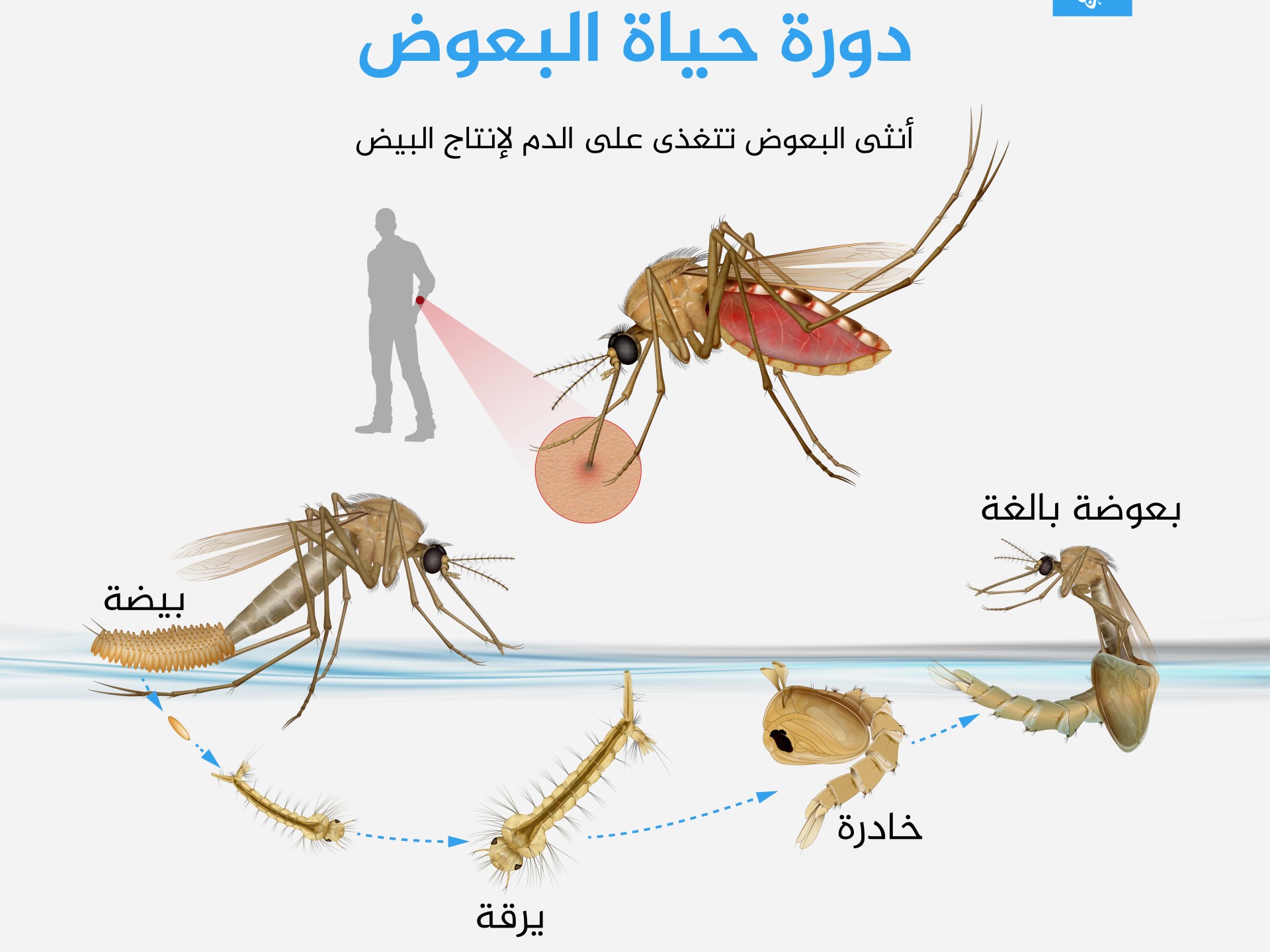 Une étude met en garde : les moustiques deviennent plus résistants aux pesticides à certains endroits |  santé