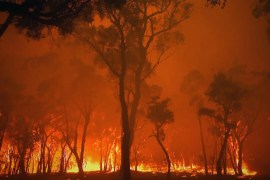"حريق".. أنين غابات أستراليا المنكوبة التي لا يبالي بها السياسيون - المصدر: أمازون