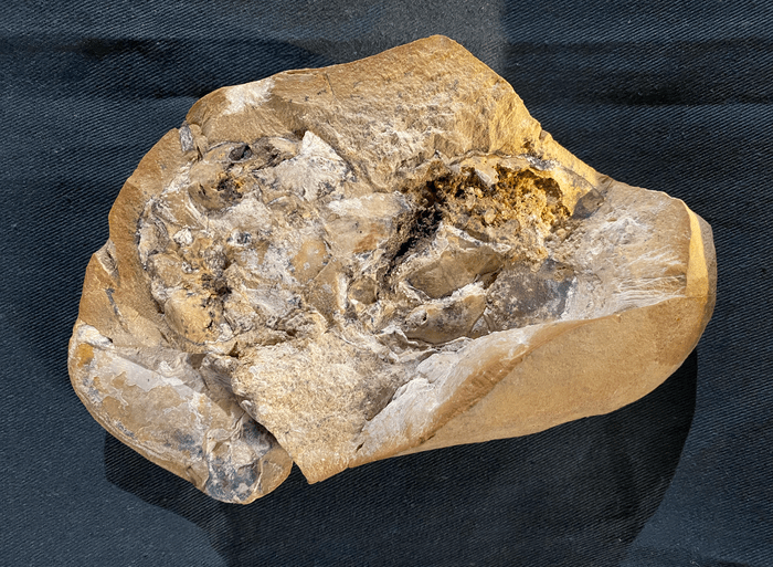 قلب أسماك محفوظ بشكل ثلاثي الأبعاد فيما يعرف باسم تكوين جوجو يعود إلى 380 مليون عام (متحف واشنطن)