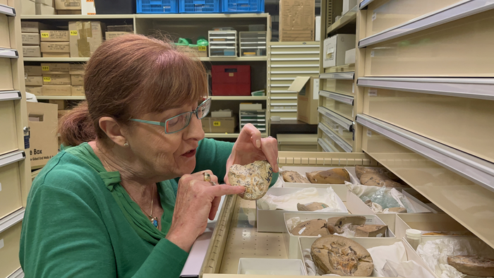كيت تريانجستيك الأستاذة بجامعة كيرتن تفحص الحفريات في متحف واشنطن