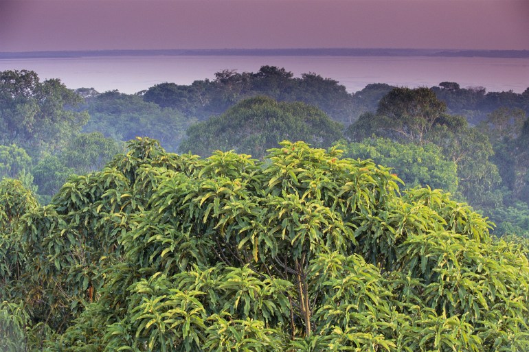 تصدرت البرازيل وإندونيسيا وغانا وسورينام قائمة الدول الأكثر إزالة للغابات الاستوائية (غيتي