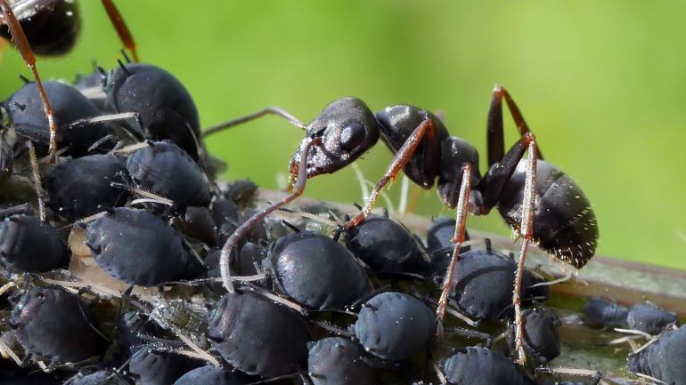 طور النمل على مدار ملايين السنين تفاعلات قوية مع عدد كبير من الكائنات الحية (بيكساباي)
