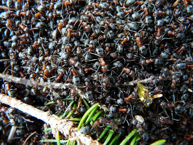 إجمالي كتلة النمل على الأرض تعد أكثر من كتلة جميع الطيور والثدييات البرية مجتمعة (بيكساباي)