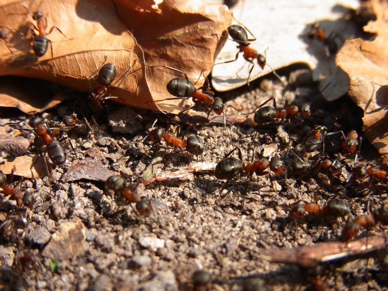 أشارت الدراسة إلى أن تعداد النمل يقدر بــ20 كوادريليون نملة (بيكساباي)