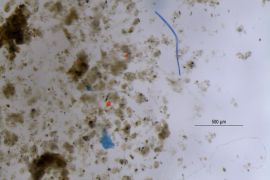الصورة الرئيسية : بايويسك/ ألياف بلاستيكية دقيقة من عينة المياه المحتجزة بين أوراق النباتات / استخدام متاح مع ذكر المصدر