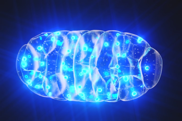 Mitochondrion mitochondria mitochondrium with blue light on dark background with lens effects. 3d render تمثل الميتوكوندريا الجزء المسؤول عن إنتاج كميات كبيرة من طاقة الجسم (ATP). (Shuttterstock)
