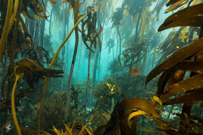 Ocean forests take up vast quantities of carbon dioxide, and some of it may be sequestred for long periods of time. Helen Walne. https://theconversation.com/ever-heard-of-ocean-forests-theyre-larger-than-the-amazon-and-more-productive-than-we-thought-190534 المصدر: الصحافة الأمريكية