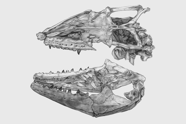 4- كان لدى "ثالاسوتيتان" خطم قصير وعريض بأسنان مخروطية ضخمة مثل أسنان الحوت (كريتاشيس ريسيرش)