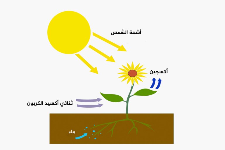 تمتص النباتات ثاني أكسيد الكربون والماء وتنتج السكريات والأكسجين كمنتج ثانوي (ويكيميديا)