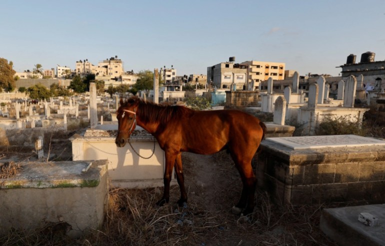 A horse owned by the Kuhail family is tied to a grave in the Sheikh Shaban cemetery. [Mohammed Salem/Reuters]