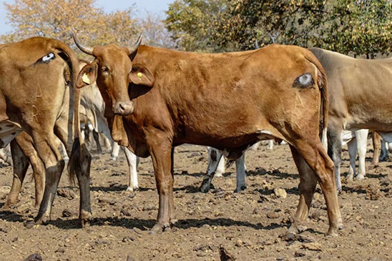 رسم أعين على مؤخرات البقر في بوتسوانا حماها من الأسود (ذا كونفرسيشن)