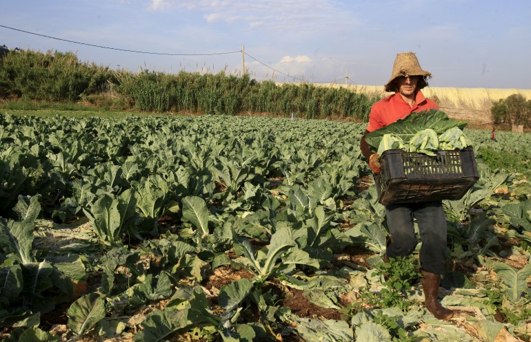 A farmer harvests cauliflowers for sale at the field in Tipaza