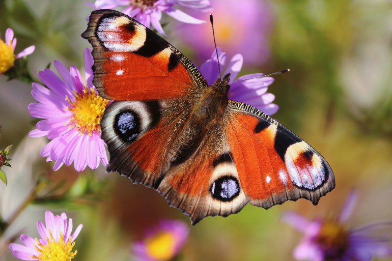 Aglais io or European Peacock Butterfly or Peacock. Butterfly on flower. A brightly lit red-brown orange butterfly with blue lilac spots on its spread wings sits on purple yellow flowers in sunlight.