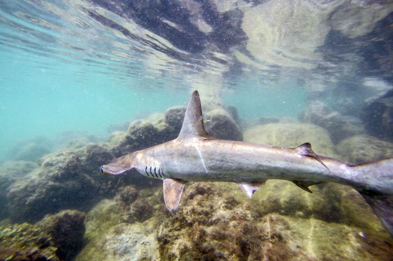 (FILES) In this file photo taken on January 21, 2018, a baby hammerhead shark swims after being released by the Galapagos National Park research team where a shark nursery was discovered along the coast of Santa Cruz Island in Galapagos, Ecuador. - Delegates at a global summit on trade on Friday November 25, 2022, approved the protection of 50 more shark species, a move that could drastically reduce the lucrative and cruel shark fin trade. One of the most hotly debated proposals of the International Trade in Endangered Species (CITES) summit Panama, the proposal was adopted by consensus on the final day of the meeting. (Photo by Pablo COZZAGLIO / AFP)