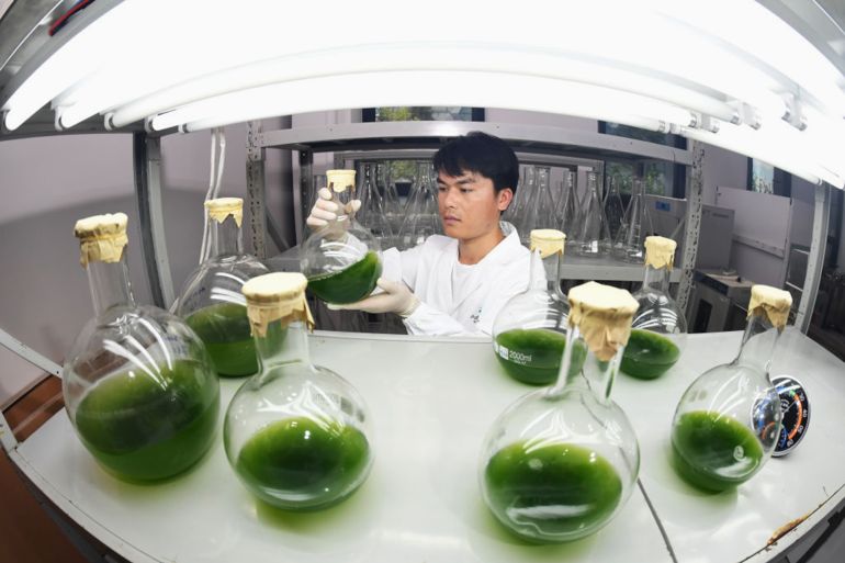 GUIYANG, CHINA - AUGUST 8, 2022 - A technician shakes the flask regularly during algae cell culture at a biological laboratory in Guiyang, Guizhou province, China, on Aug 8, 2022. (Photo credit should read CFOTO/Future Publishing via Getty Images)