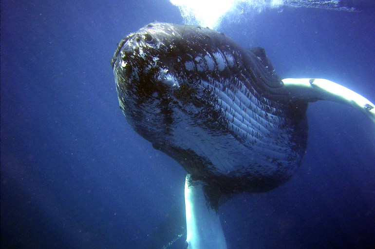 قد تلتهم الحيتان نحو 150 مليون قطعة بلاستيكية يوميا حال استمرار تزايد التلوث البلاستيكي (بيكسابي)
