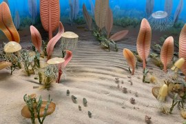 انقراض جماعي حدث قبل 550 مليون عام قضى على 80 بالمائة من الكائنات (سميثونيان إنستيتيوشن)