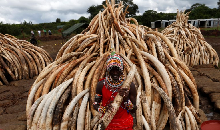 A traditional Maasai tribesman holds an elephant tusk, part of an estimated 105 tonnes of confiscated ivory to be set ablaze, at Nairobi National Park near Nairobi