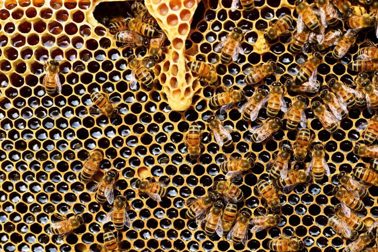 أعمار نحل العسل قد تناقصت بنسبة 50% عما كانت عليه في سبعينيات القرن الماضي (بيكسابي)
