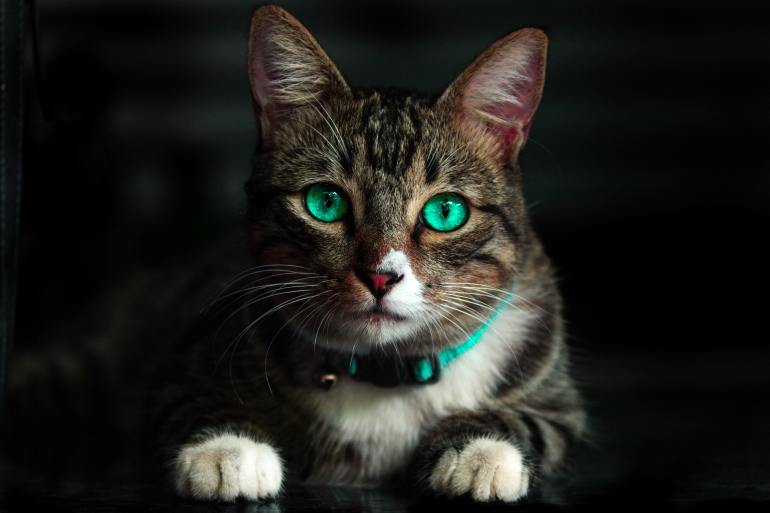 عندما يحل الظلام يمكن للقطط أن ترى أفضل من البشر بستة إلى ثماني مرات (بيكسلز)