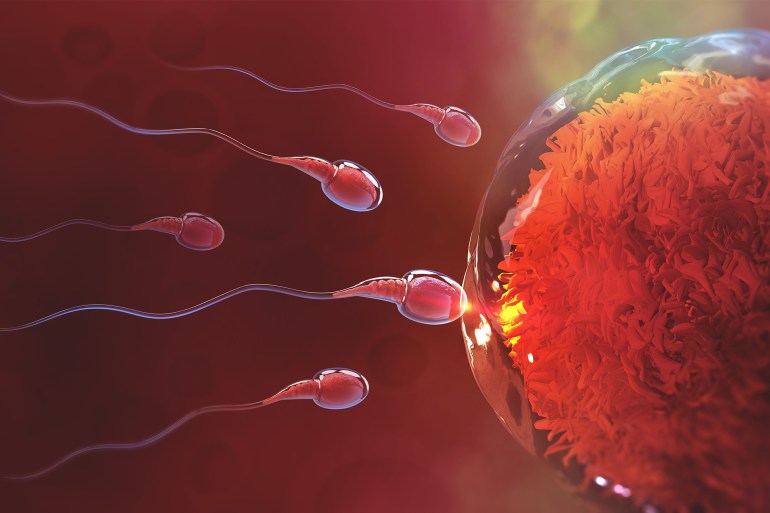Sperm and egg cell. Natural fertilization. 3d illustration on red background shutterstock_1077682157