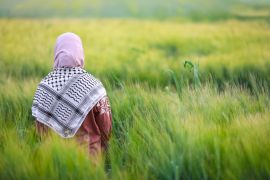 Rearview of hijabi Palestinian farmer female girl standing amidst fresh green plants of wheat at farm ...