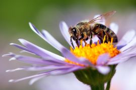 يمكن للباحثين استخدام نفس التقنية لمراقبة النحل والملقحات الأخرى (شترستوك)