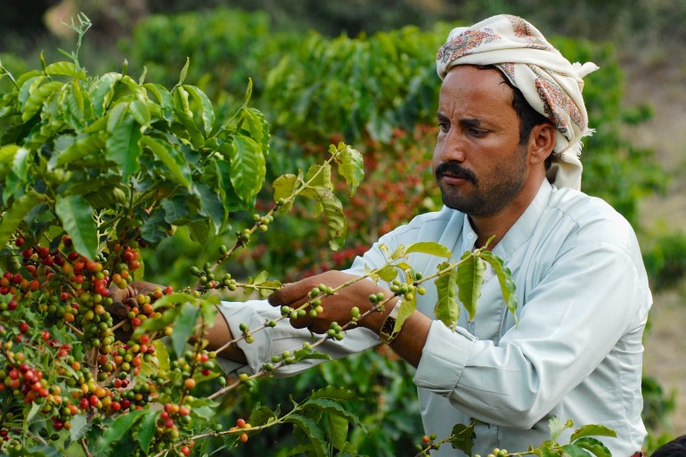 TAIZZ, YEMEN - SEPTEMBER 17, 2006: Unidentified yemeni farmer collects arabica coffee beans at the plantation in Taizz, Yemen. ; Shutterstock ID 746975737; purchase_order: ajnet; job: ; client: ; other: