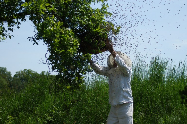 أبلغ مربو النحل عن معدلات خسارة عالية في مستعمرات النحل خلال العقد الماضي (بيكسابي)
