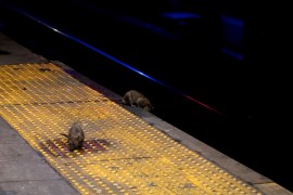 NEW YORK, NY - SEPTEMBER 3: Two rats scavenge for food on the subway platform at Herald Square September 3, 2017 in New York City on. (Photo by Gary Hershorn/Getty Images)
