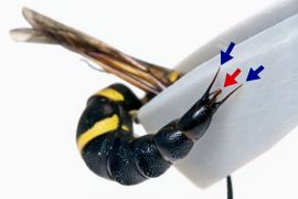دراسة أثبتت أن ذكور النحل تستخدم أعضاءها التناسلية للسع دفاعا عن نفسها ضد المفترسات المصدر: جامعة Current Biology.