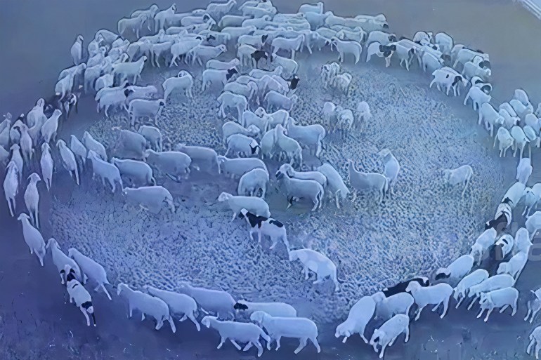 sheep walking in circles in china