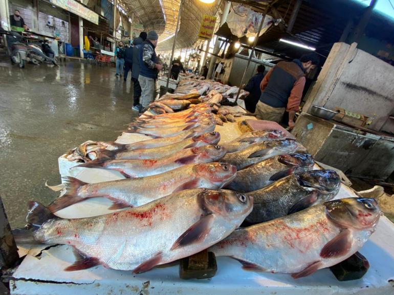 أنواع مختلفة من الأسماك في سوق ميدان الشهير في الموصل ببيع الأسماك (الجزيرة 7)