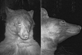 a bear discovered a wildlife camera that we use to monitor wildlife across #Boulder open space. Of the 580 photos captured, about 400 were bear selfies.