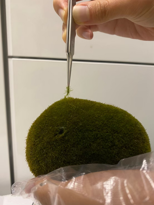 للاستخدام الداخلي فقط -- باحث يأخذ عينات من خيوط الطحالب من كرة الماريمو (أكينا أوبارا)