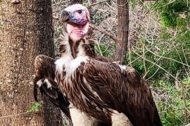 We're so grateful for the support we've received as we comprehend the unexpected loss of our 35-year-old lappet-faced vulture, Pin. Losing him is devastating not only to our Zoo family but also to the conservation efforts of this species. Pin will be missed dearly by everyone.