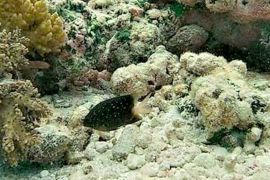 أثر الفئران الغازية التي نقلتها المراكب للجزر في المحيط الهندي، مما تسبب في تضرر الطيور البحرية في تلك الجزر (قلة أعدادها) وكذلك تأثر أسماك الشعاب المرجانية هناك المصدر: جامعة لانكستر