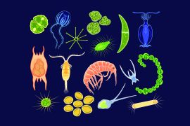 توفر الكائنات المجهرية طريقة لرصد اتجاهات التلوث البحري التاريخية (شترستوك)