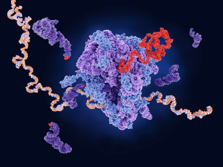 Protein synthesis. Illustration of a ribosome (centre) producing a protein (red) from an mRNA (messenger ribonucleic acid, multicoloured) template. This process is known as translation. mRNA consists of groups of three nucleotide bases that code for different amino acids, the building blocks of proteins. The ribosome attaches to the mRNA and reads its code. A transfer RNA (tRNA) molecule (dark purple) carrying an amino acid (red) corresponding to the code then binds to the ribosome. When the tRNA dissociates it leaves the amino acid behind, and the ribosome moves onto the next bases. As the ribosome moves along the mRNA the protein grows from the ribosome.