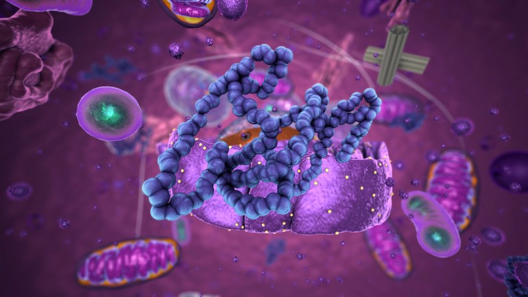3d illustration of a ribosome (purple), the site of protein synthesis, producing a polypeptide chain (blue). This process is known as translation.