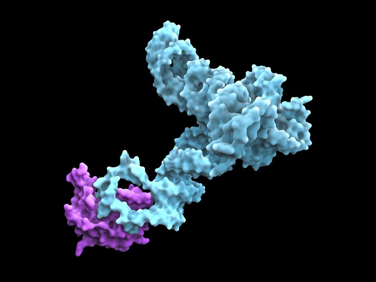 Molecular model of the bacterial glycine riboswitch. This is an RNA element that can bind the amino acid glycine. Glycine riboswitches usually consist of two metabolite-binding aptamer domains tandem.