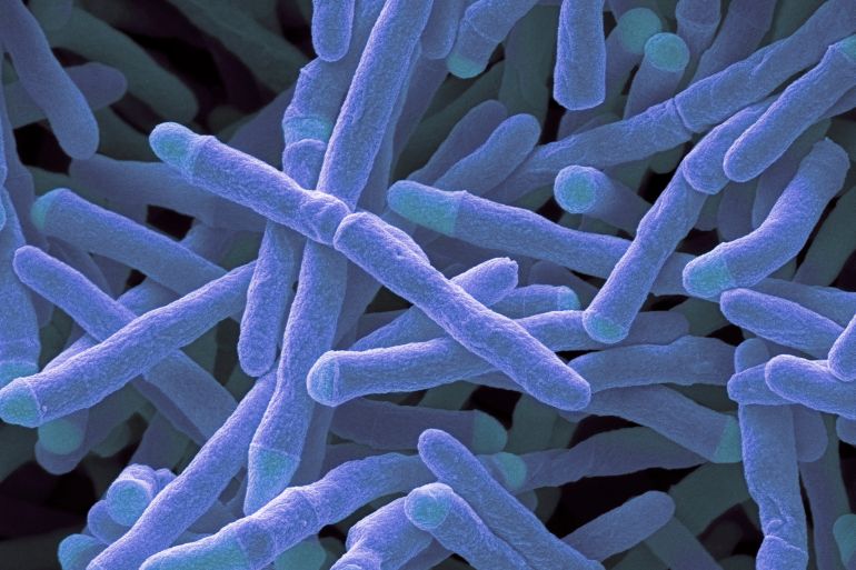 Mycobacterium smegmatis bacteria. Coloured scanning electron micrograph (SEM) of Mycobacterium smegmatis bacteria. These bacteria feed on dead or decaying material. They are found in soil or in smegma (secretions from genital glands of animals). Most Mycobacteria are harmless, but a few are pathogenic, such as Mycobacterium tuberculosis, the cause of the lung disease tuberculosis. M. smegmatis is used as a model for studies of tuberculosis. Magnification: x13000 when printed 10cm wide.